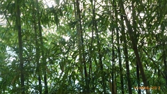 P1020386